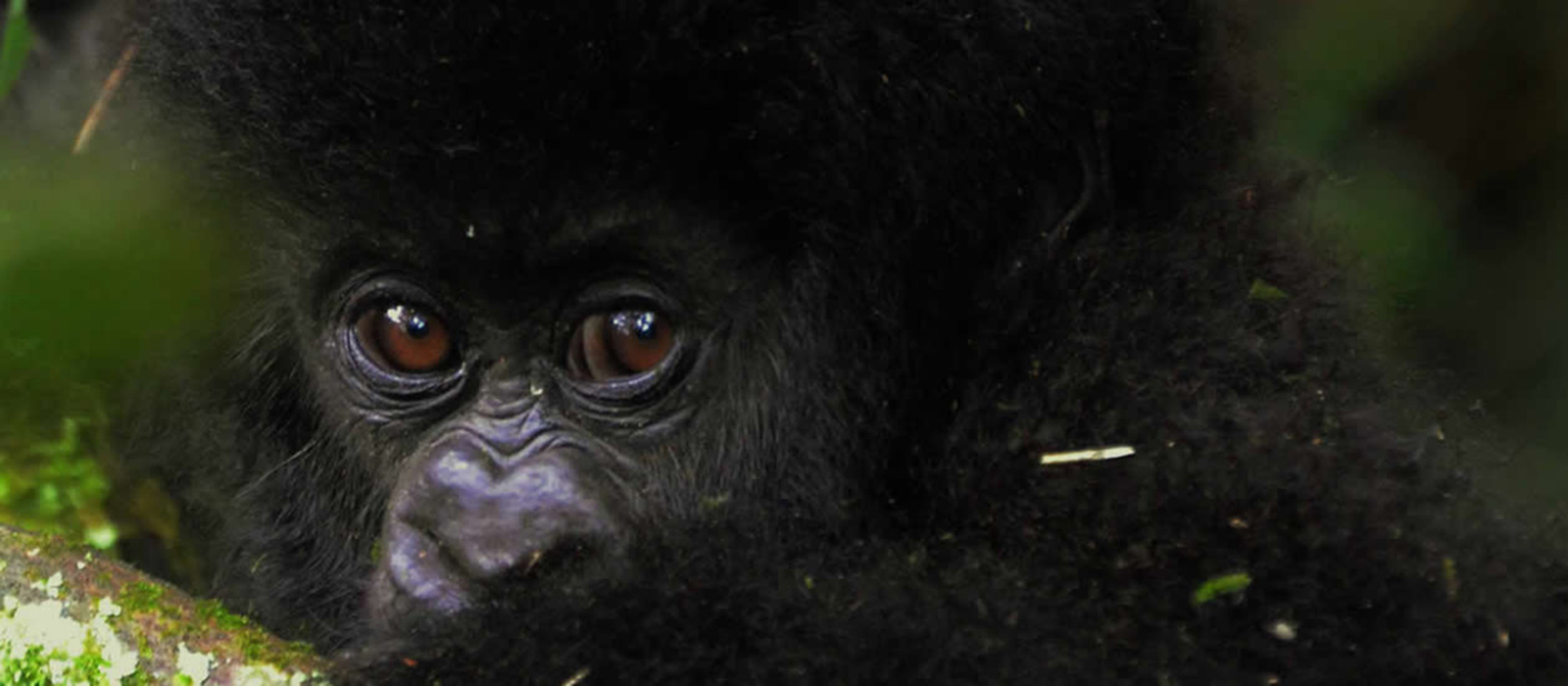 Uganda Gorilla Safari Holidays