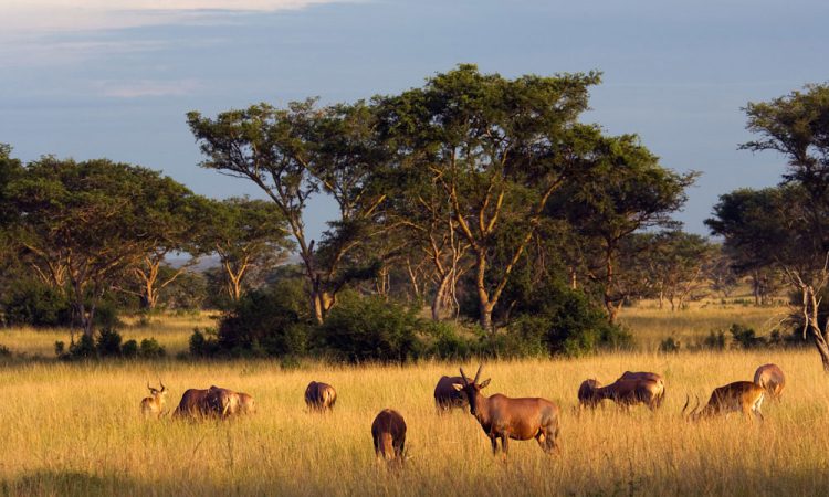 10 Days Chimpanzee and Gorilla Trekking Safari
