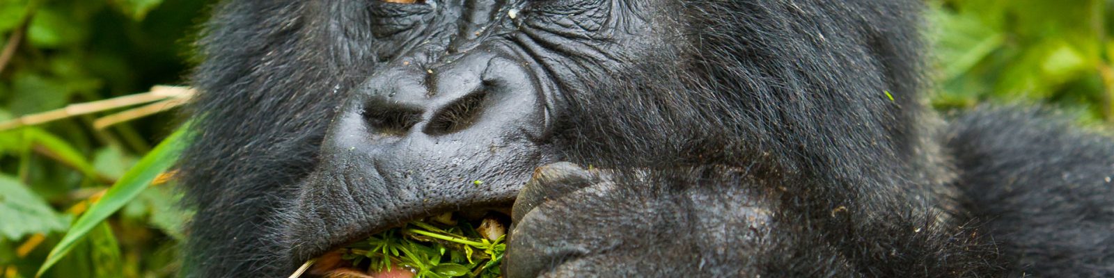 14 Days Grand Tour of Rwanda