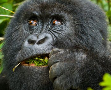 14 Days Grand Tour of Rwanda