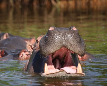 Lake Mburo National Park Safari