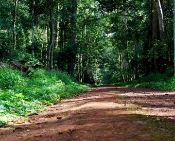 3 Days Budongo Chimpanzee Tracking Safari