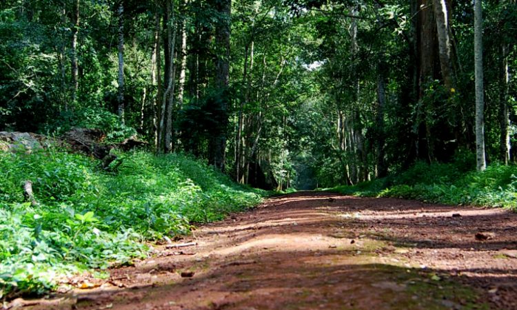 3 Days Budongo Chimpanzee Tracking Safari