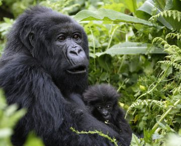 3 Days Gorilla Tracking Mgahinga National Park