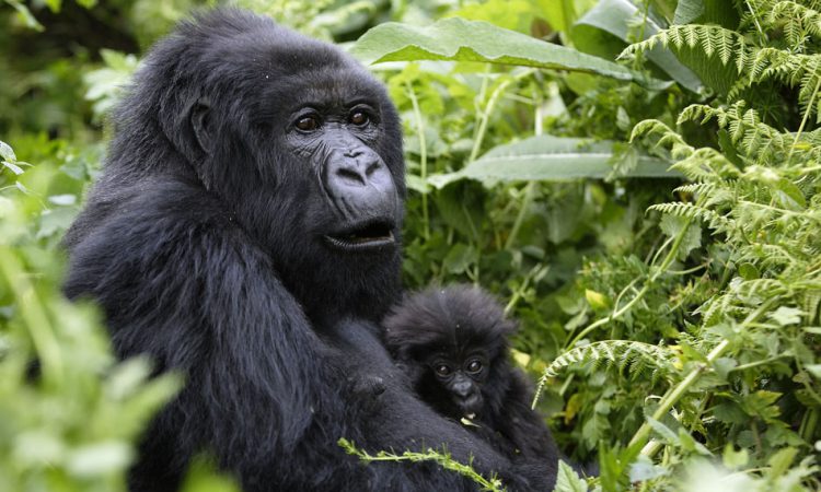 3 Days Gorilla Tracking Mgahinga National Park