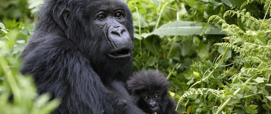 3 Days Gorilla Tracking Mgahinga National Park