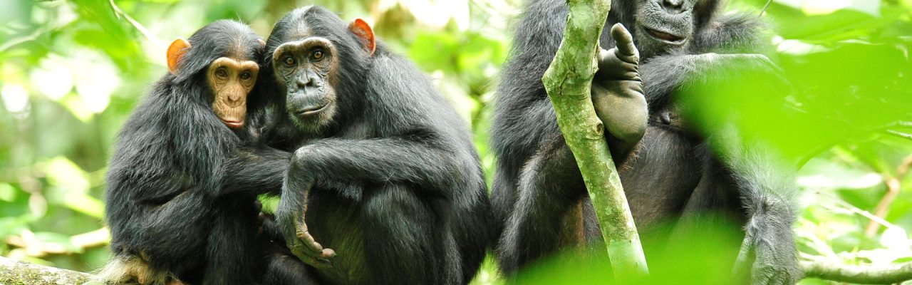 3 Days Kibale Forest National Park Safari