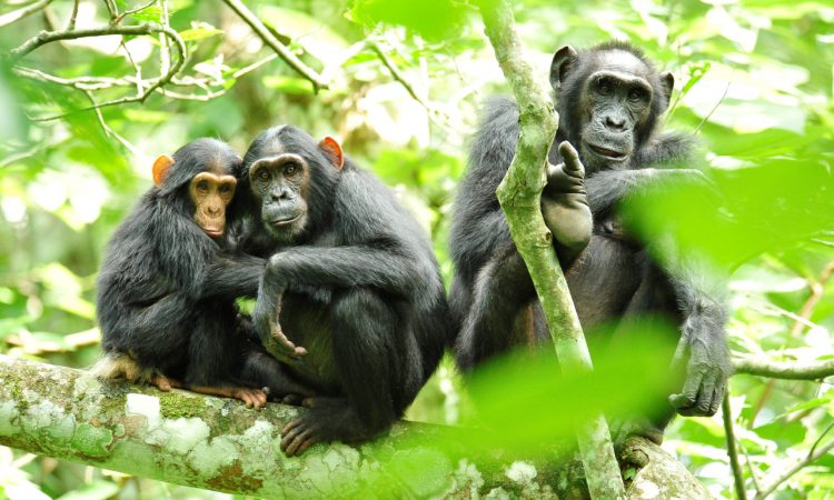 3 Days Kibale Forest National Park Safari