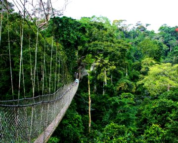 3 Days Rwanda Chimpanzee Tracking Safari