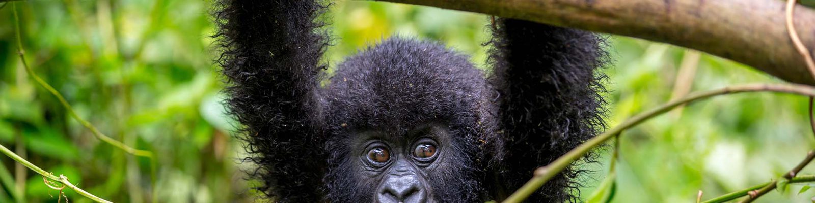 3 Days Rwanda Gorilla Safari