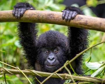 3 Days Rwanda Gorilla Safari