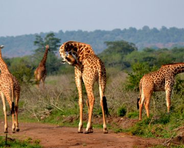 3 Days Akagera National Park Rwanda Wildlife Safari