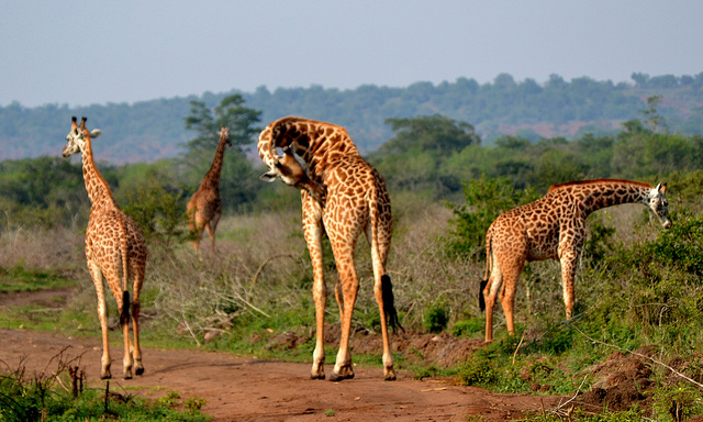 3 Days Akagera National Park Rwanda Wildlife Safari