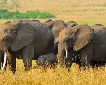 Kidepo National Park