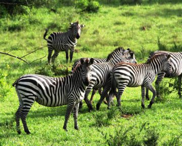 4 Days Lake Mburo Bwindi Jungle Tour