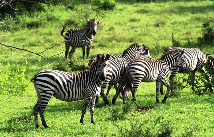 4 Days Lake Mburo Bwindi Jungle Tour