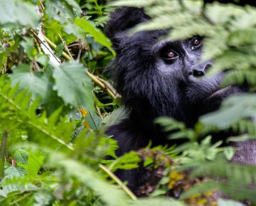 5 Days Bwindi Gorilla Trekking