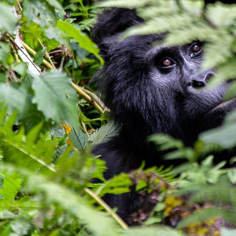 5 Days Bwindi Gorilla Trekking