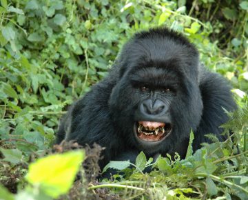 5 Days Flying Gorilla Safari Bwindi