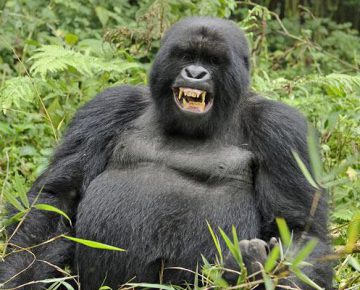 Gorilla tracking sectors