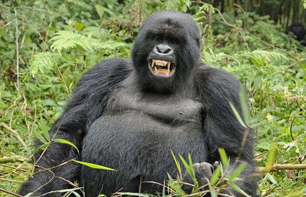 Gorilla tracking sectors