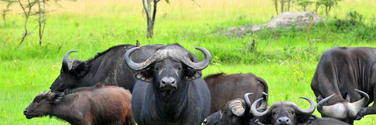 5 Days Gorillas and Wildlife tour