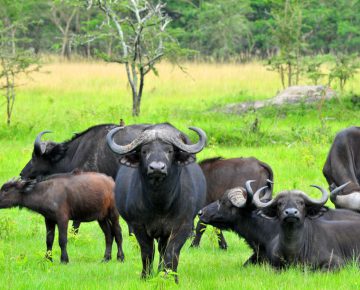 5 Days Gorillas and Wildlife tour