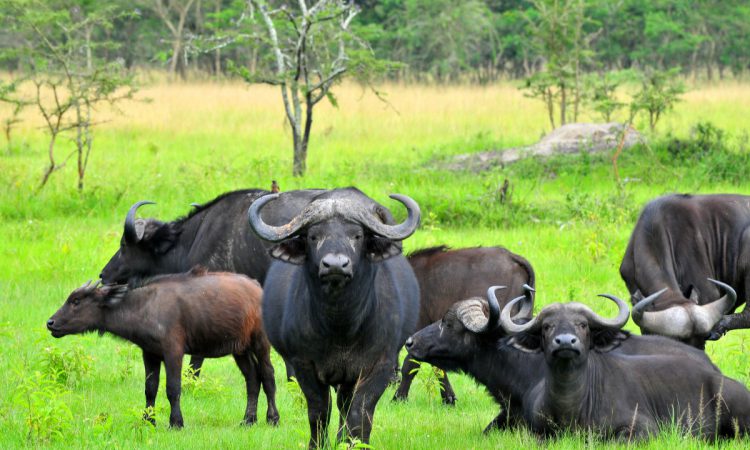 5 Days Gorillas and Wildlife tour