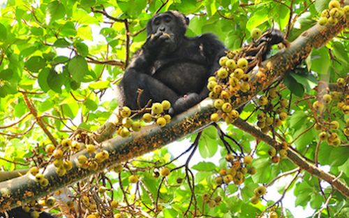 6 Days Uganda Primates Safari
