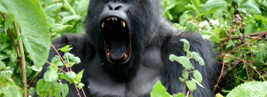 9 Days Rwanda Safari