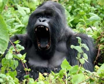 9 Days Rwanda Safari