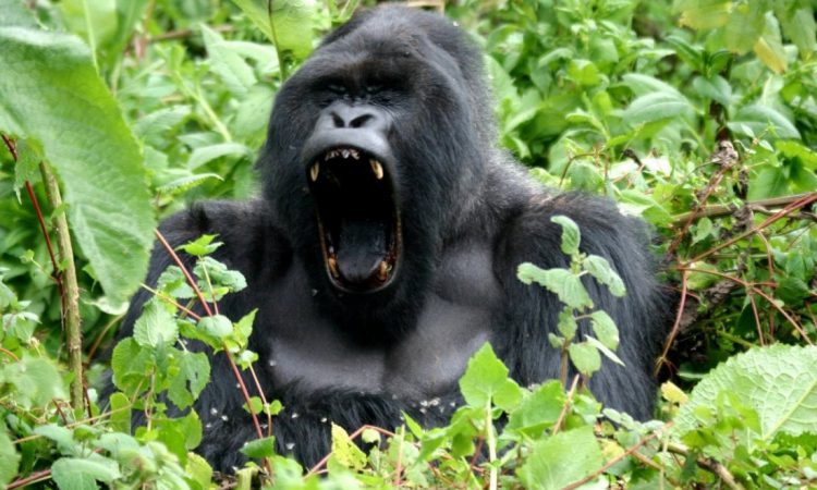 9 Days Rwanda Safari