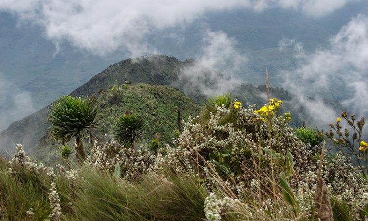 9 Days Rwenzori Mountain Climbing Safari