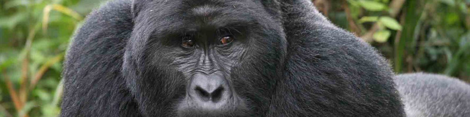 Top mountain gorilla destinations