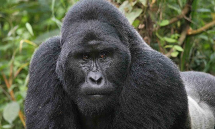 Top mountain gorilla destinations