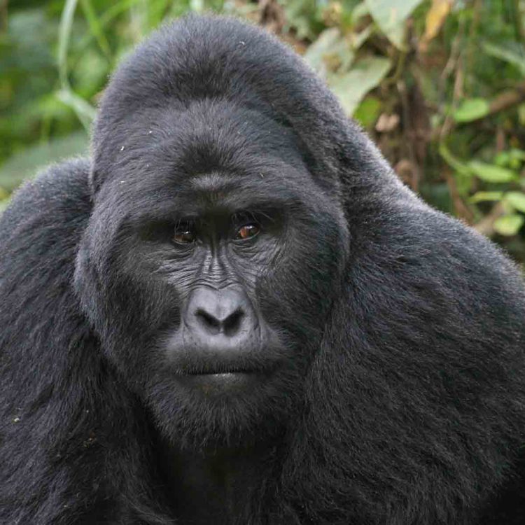 Top mountain gorilla destinations
