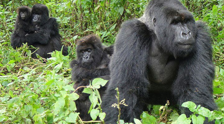3 Days Bwindi Gorilla Trekking Safari