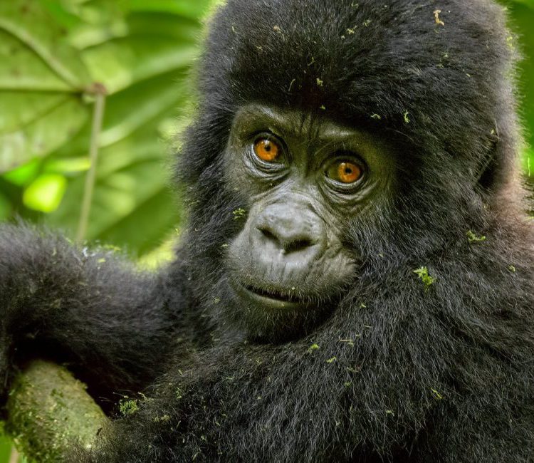 Uganda Gorilla Trekking