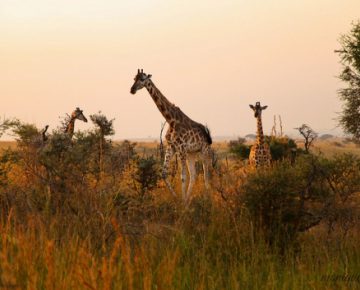 Kidepo National Park