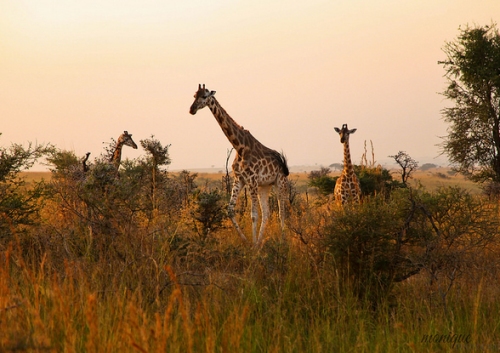 Kidepo National Park