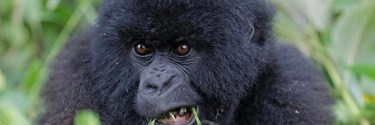 10 Facts about Mountain Gorillas