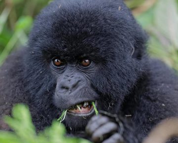 10 Facts about Mountain Gorillas