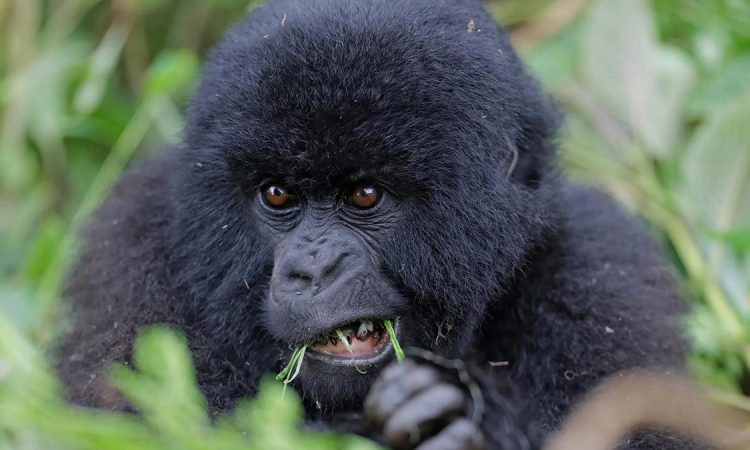 10 Facts about Mountain Gorillas