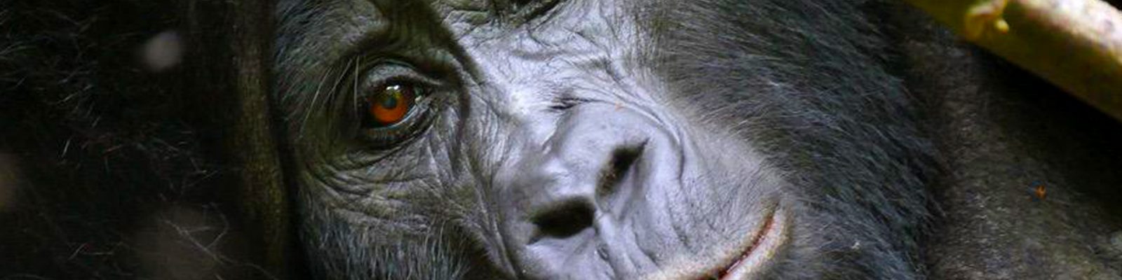 Benefits of gorilla tourism to the local communities in Bwindi