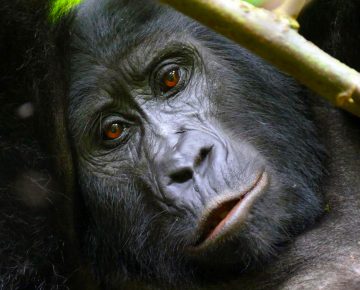 Benefits of gorilla tourism to the local communities in Bwindi