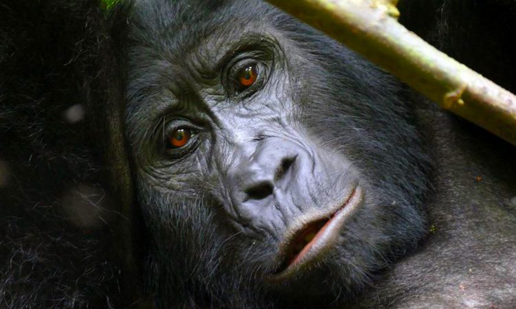 Benefits of gorilla tourism to the local communities in Bwindi