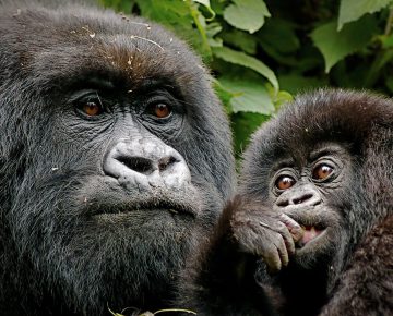 18% increase of mountain gorillas in the virunga massif