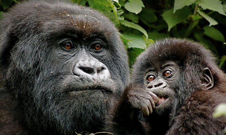 18% increase of mountain gorillas in the virunga massif