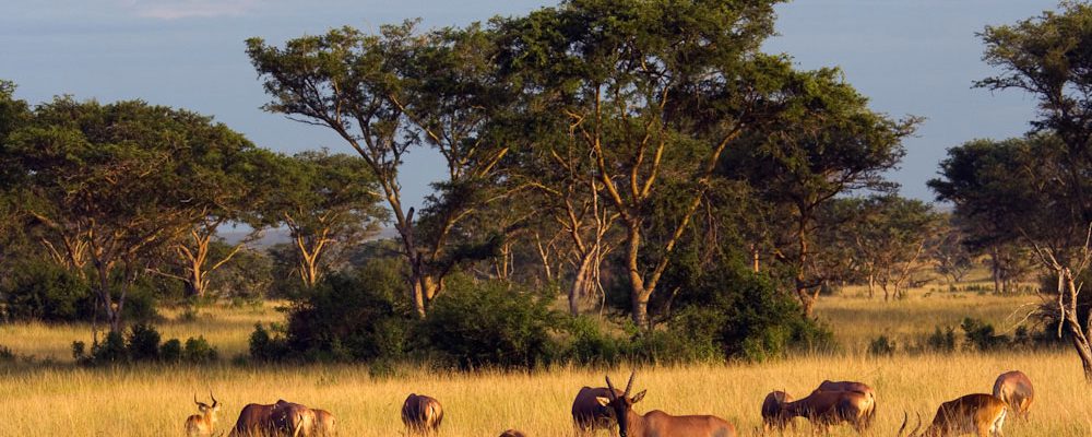 Game drive safari destinations in Uganda