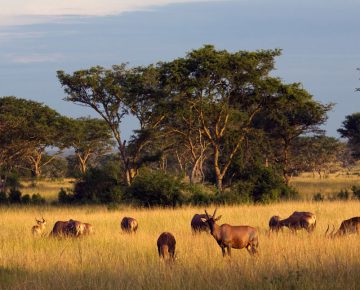 Game drive safari destinations in Uganda